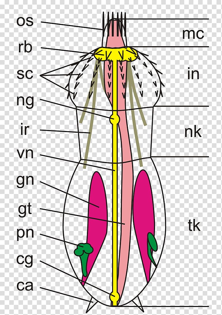 Kinorhyncha Priapulida Animal Roundworms Anatomy, biologie transparent background PNG clipart