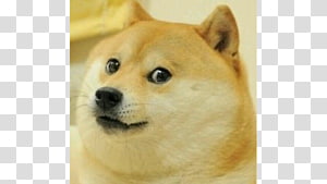 Korean Jindo Dog Transparent Background Png Cliparts Free Download Hiclipart