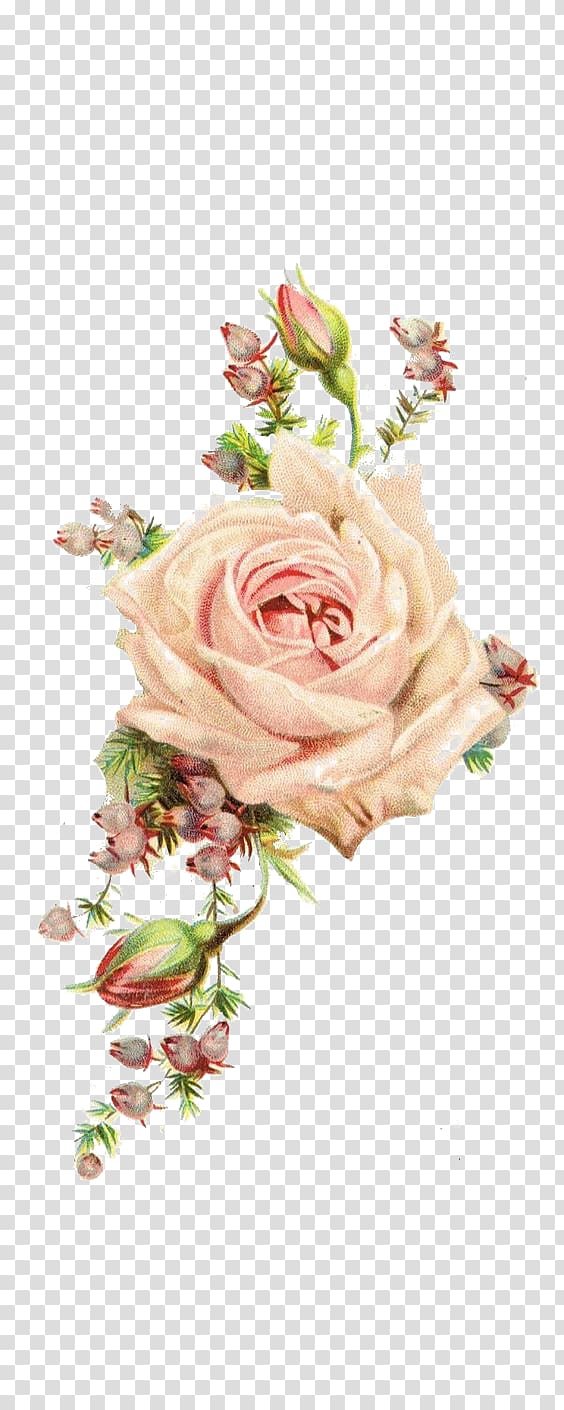 pink rose flower illustration, Paper Centifolia roses Vintage clothing Antique, Rose transparent background PNG clipart