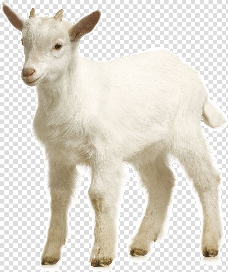 goat has horns transparent background PNG clipart