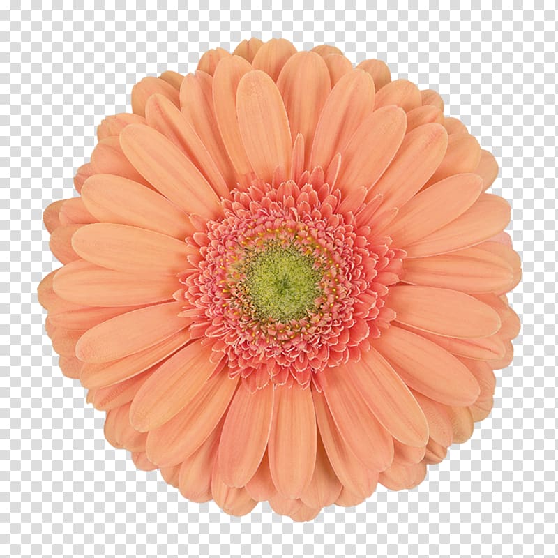 Transvaal daisy , others transparent background PNG clipart
