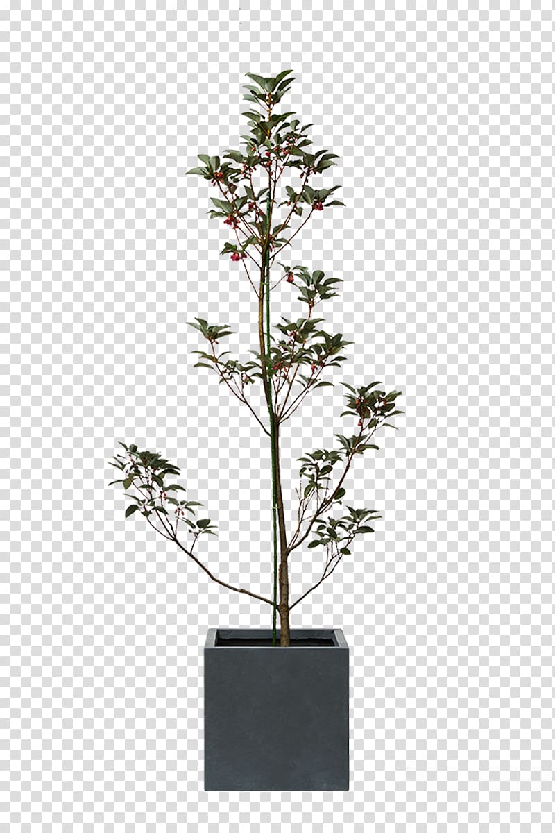 Houseplant Australia Myrtle family Wattles, Australia transparent background PNG clipart