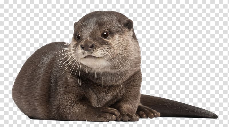 Asian small-clawed otter Whiskers Aquarium of Cattolica, Cat transparent background PNG clipart