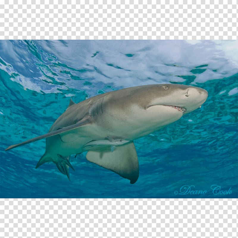 Great white shark Tiger shark Lemon shark Remora, shark transparent background PNG clipart
