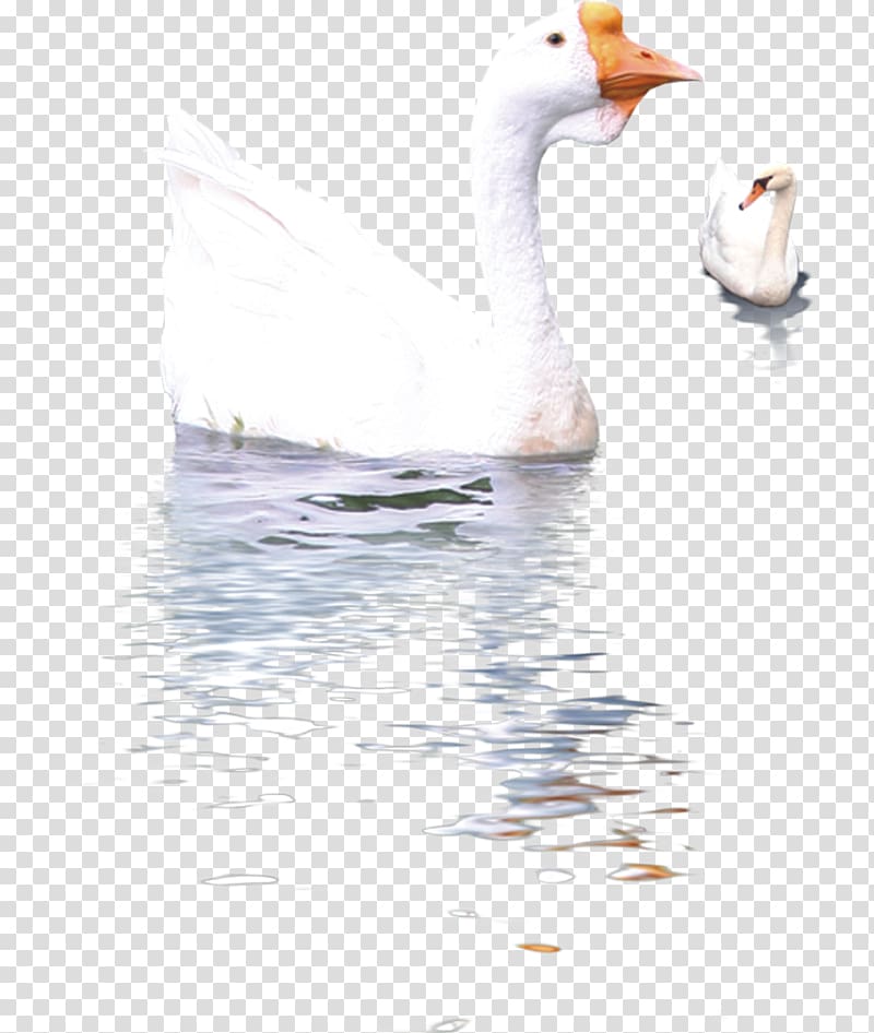 Duck Cygnini Domestic goose Swan goose, Geese in water transparent background PNG clipart