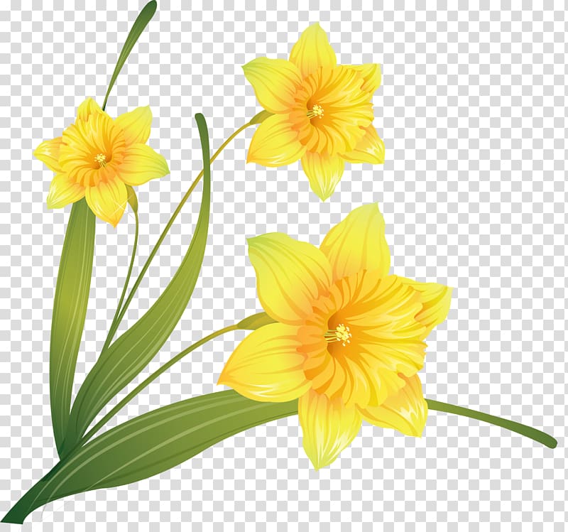 Daffodil , others transparent background PNG clipart
