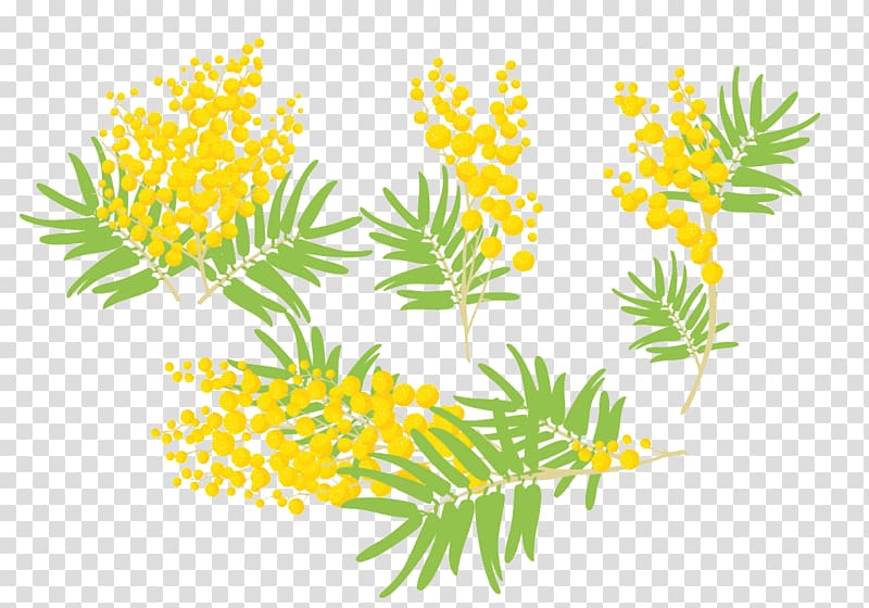 Mimosa pudica Euclidean , Hand-painted Mimosa poster decorations transparent background PNG clipart