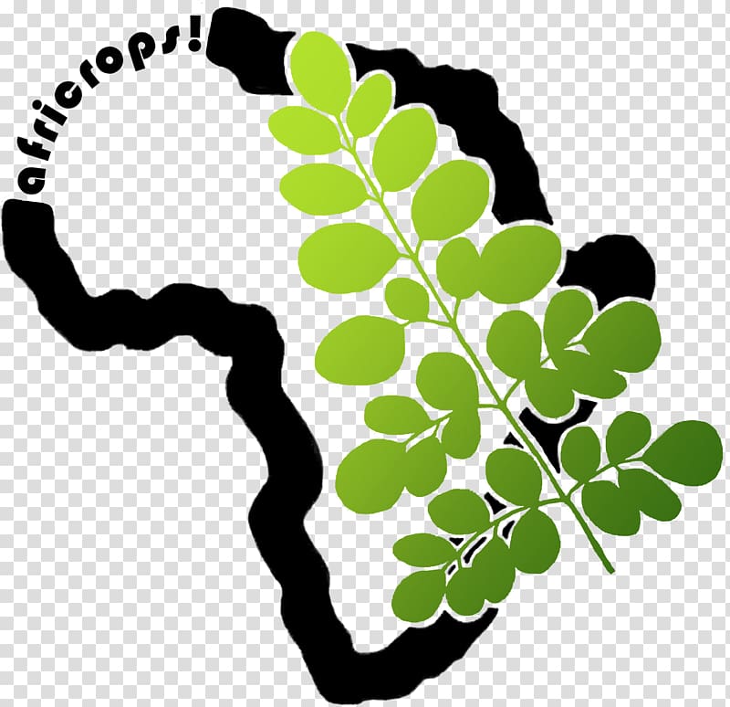 Drumstick tree africrops! GmbH WerbeTriebwerk UG Food Rohstoff, others transparent background PNG clipart