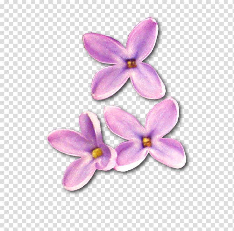Lilac , others transparent background PNG clipart