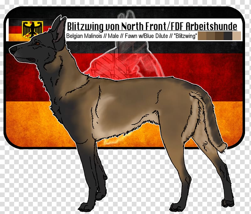 Dog breed Italian Greyhound Malinois dog Arbeitshund, Blitzwing transparent background PNG clipart