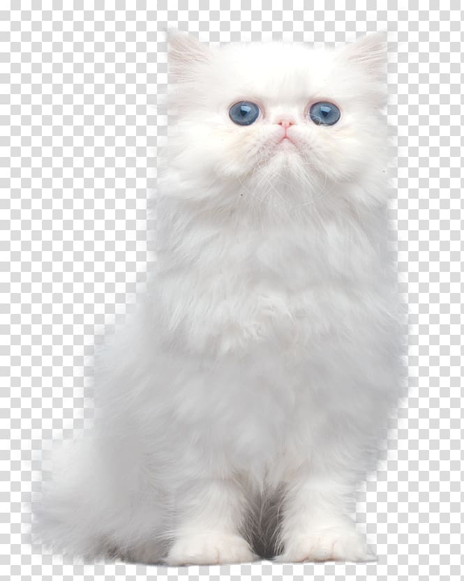 Persian cat Asian Semi-longhair Ragamuffin cat Himalayan cat Turkish Angora, kitten transparent background PNG clipart