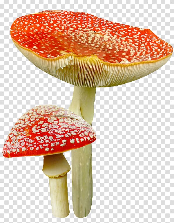 Mushroom , mushroom transparent background PNG clipart