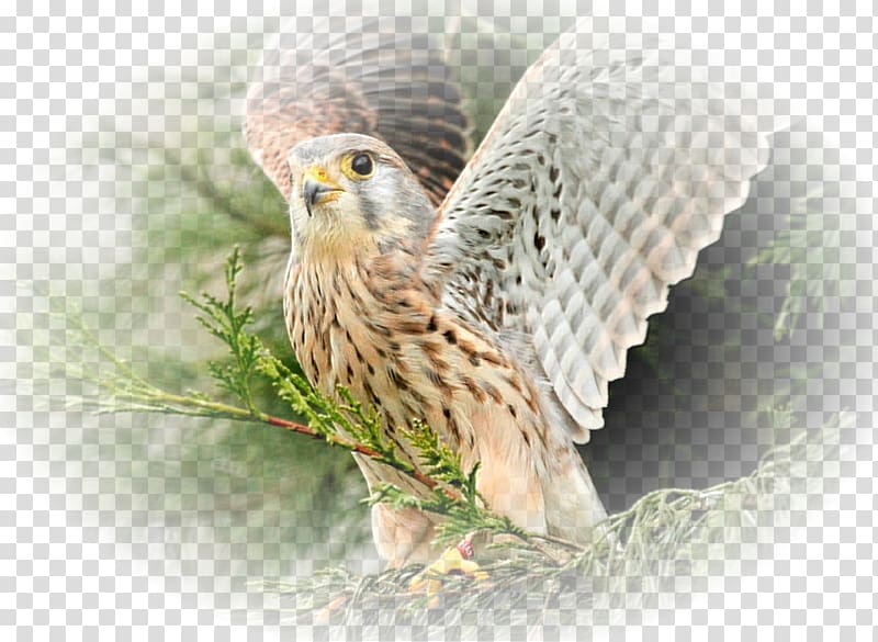 Bird Desktop High-definition television Widescreen , pigeons 12 0 1 transparent background PNG clipart