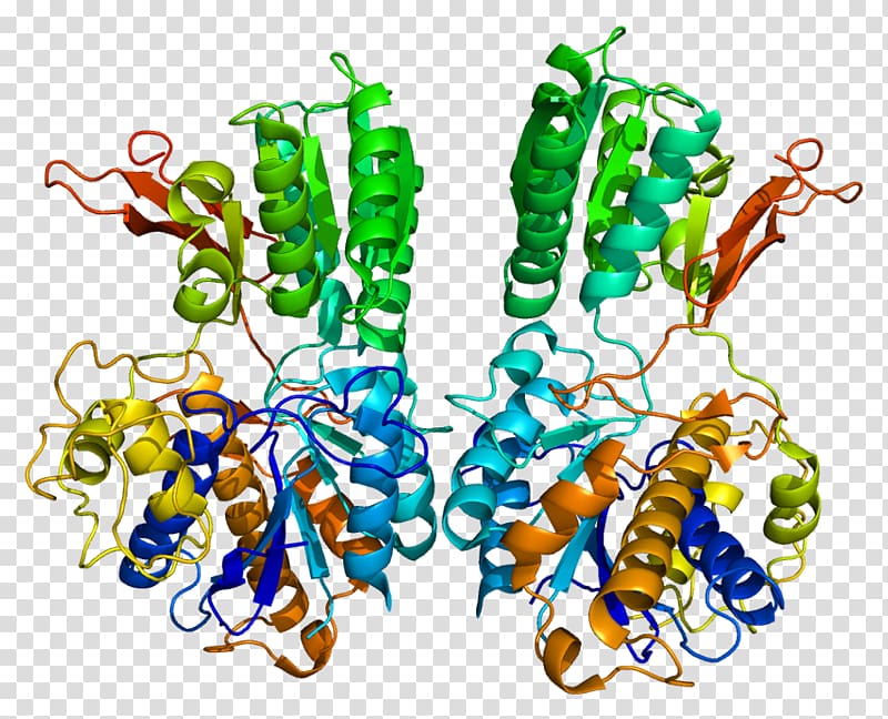 Metabotropic glutamate receptor 1 Metabotropic receptor, others transparent background PNG clipart