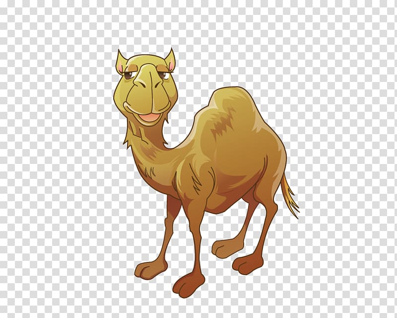 Bactrian camel , Sell ​​Meng cute camel transparent background PNG clipart