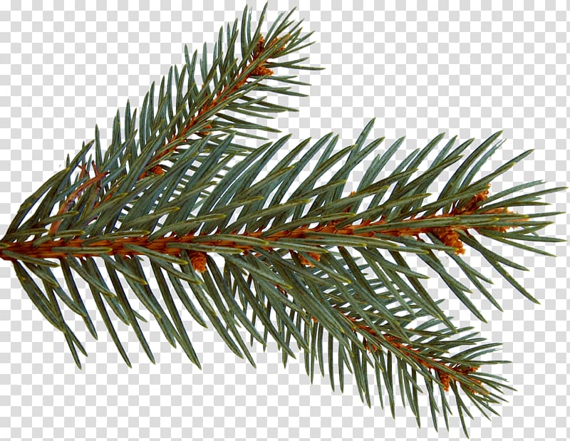Spruce Painting , spruce branches transparent background PNG clipart