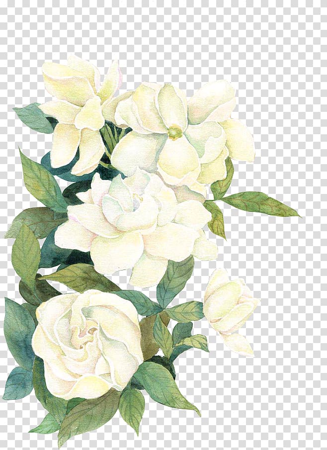 Flower If(we), flower, white flowers illustration transparent background PNG clipart