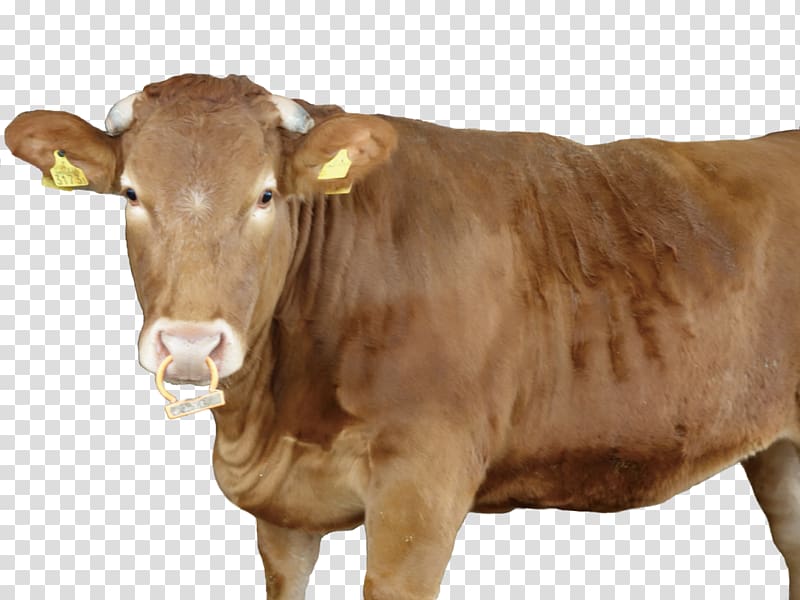 Japanese Brown Calf Taurine cattle Ox Dairy cattle, japan city transparent background PNG clipart