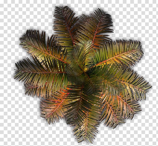 Arecaceae Tree Plant, tree transparent background PNG clipart