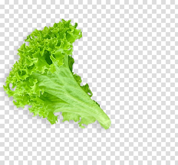 Tuna salad Wrap Lettuce sandwich Mesclun, lettuce transparent background PNG clipart