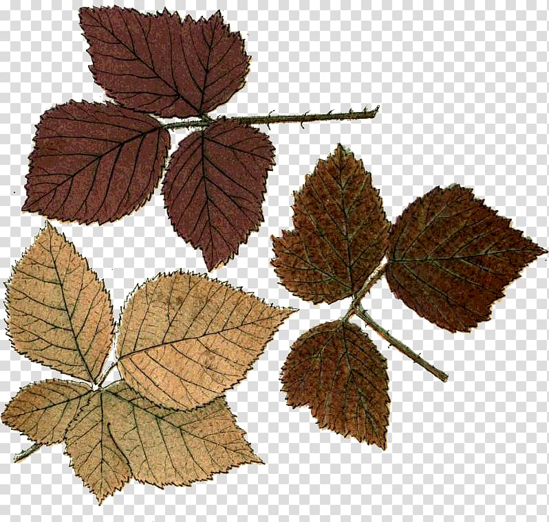 Leaf Autumn Northern Hemisphere Adobe shop, Leaf transparent background PNG clipart