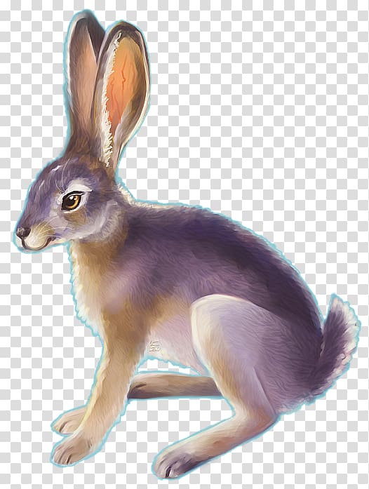 Domestic rabbit Desert cottontail Drawing Black-tailed jackrabbit, teacup bunnies transparent background PNG clipart