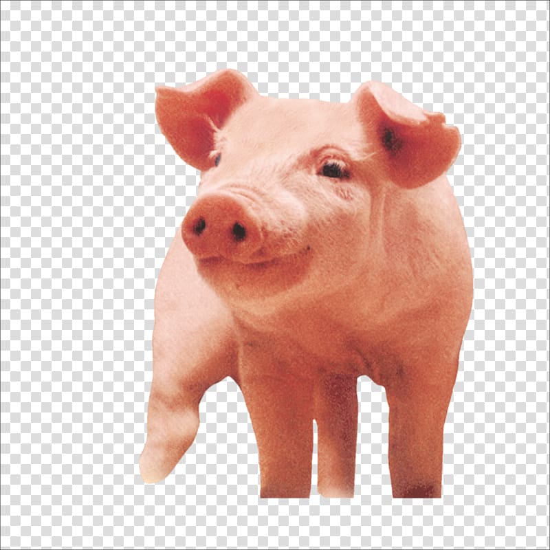 Porky Pig , pig transparent background PNG clipart