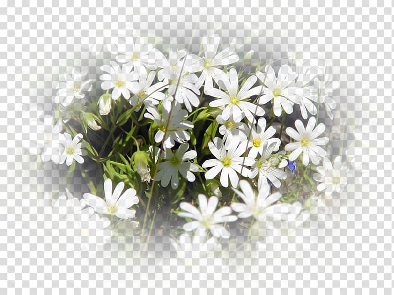 Bugün Pazar Song Üzüleceksin Özledim Vazgeçmem, papatya transparent background PNG clipart