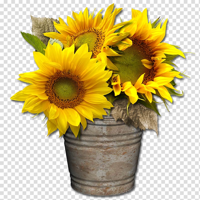 Digital scrapbooking Common sunflower Cut flowers, exclusive elements transparent background PNG clipart