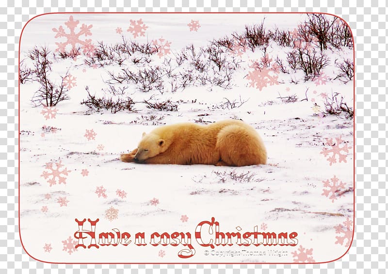 Polar bear Christmas card Cuteness, polar bear transparent background PNG clipart