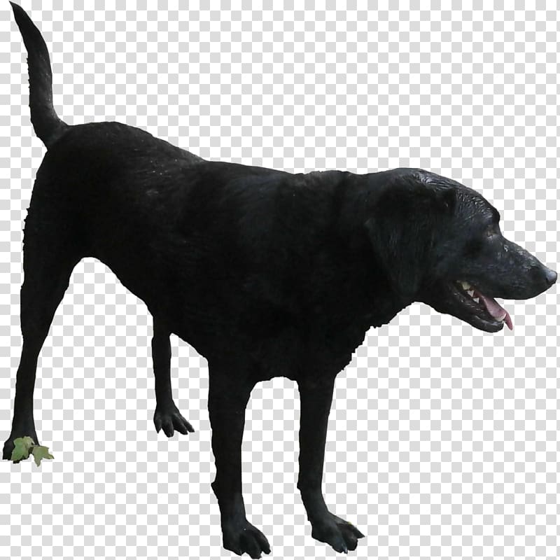 Labrador Retriever Dog breed Rendering, black pepper transparent background PNG clipart