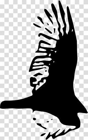 Bird Hawk , Hawk transparent background PNG clipart thumbnail