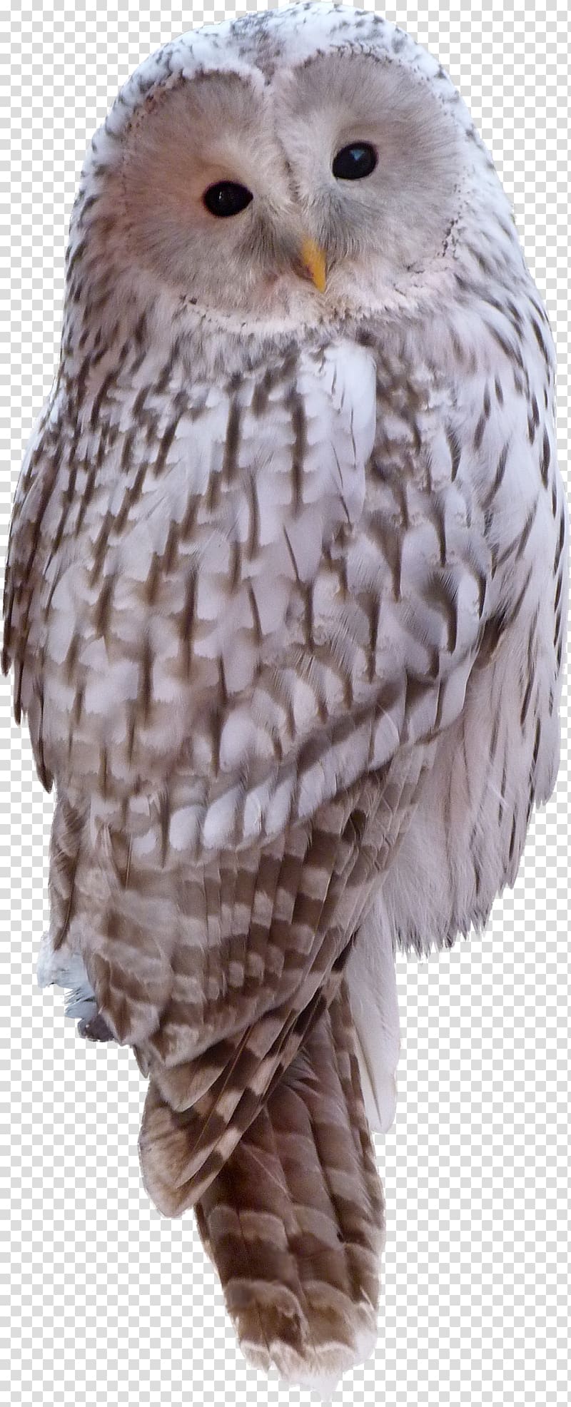 Snowy owl Bird Animal , owl transparent background PNG clipart