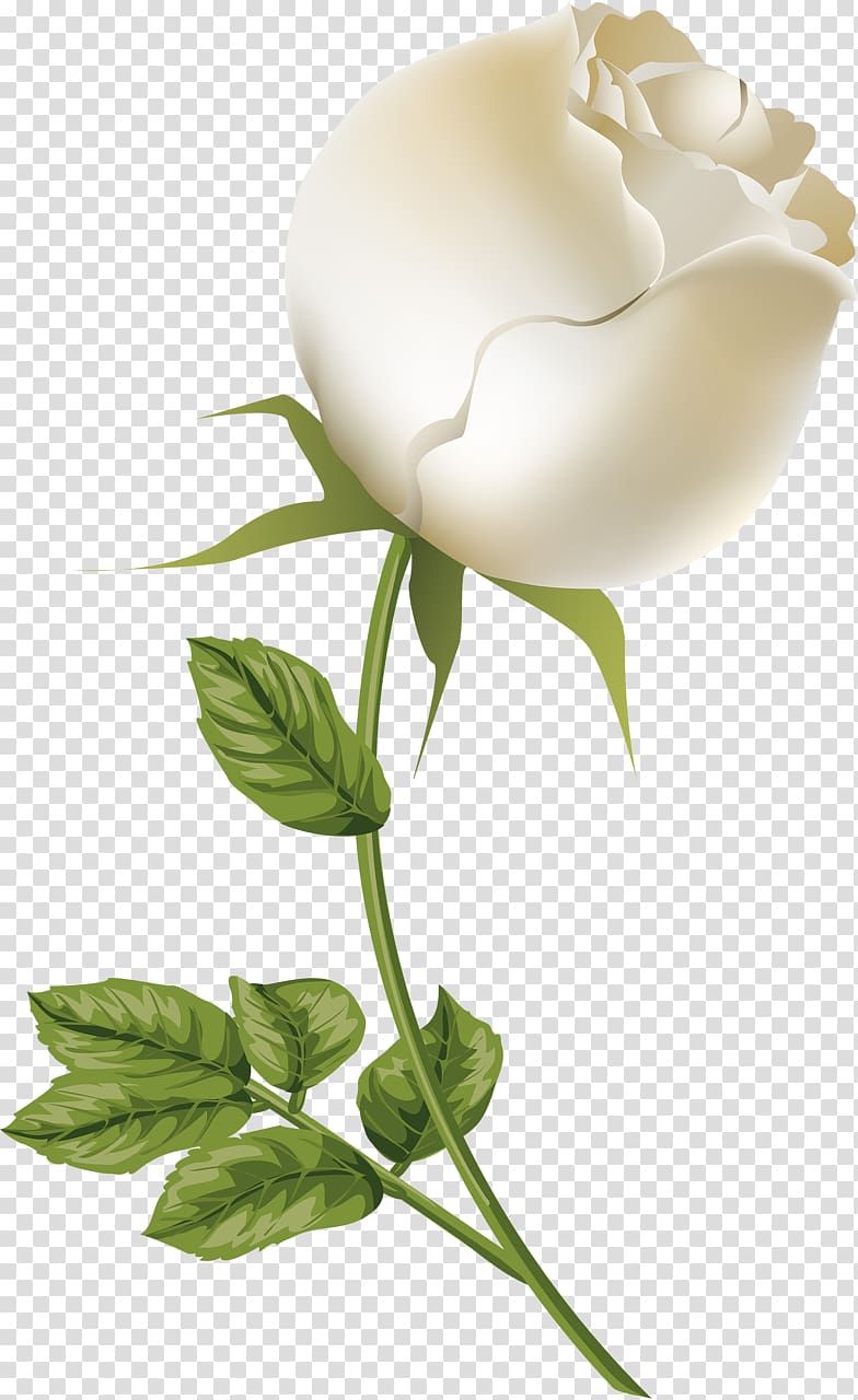 Cut flowers Rosaceae Still life Plant stem, white roses transparent background PNG clipart