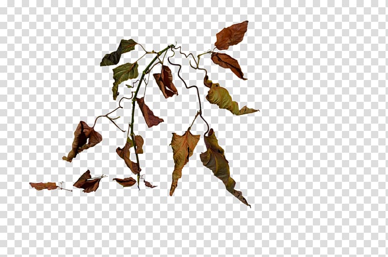 Wilting Plant Flower, leaves transparent background PNG clipart