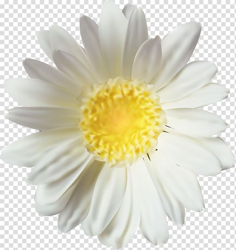 Chrysanthemum Oxeye daisy, chrysanthemum transparent background PNG clipart