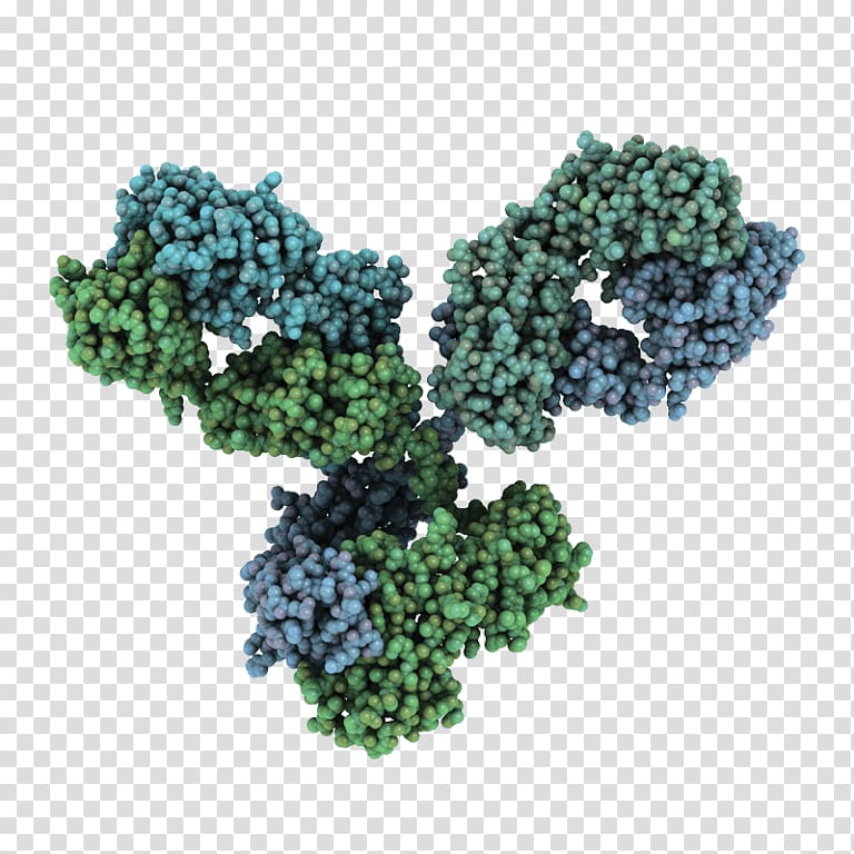 Monoclonal antibody Molecule Chemical structure Immunoglobulin G, others transparent background PNG clipart