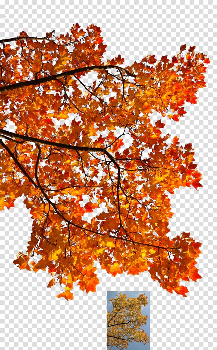maple tree, Autumn leaf color Tree Maple Branch, autumn transparent background PNG clipart