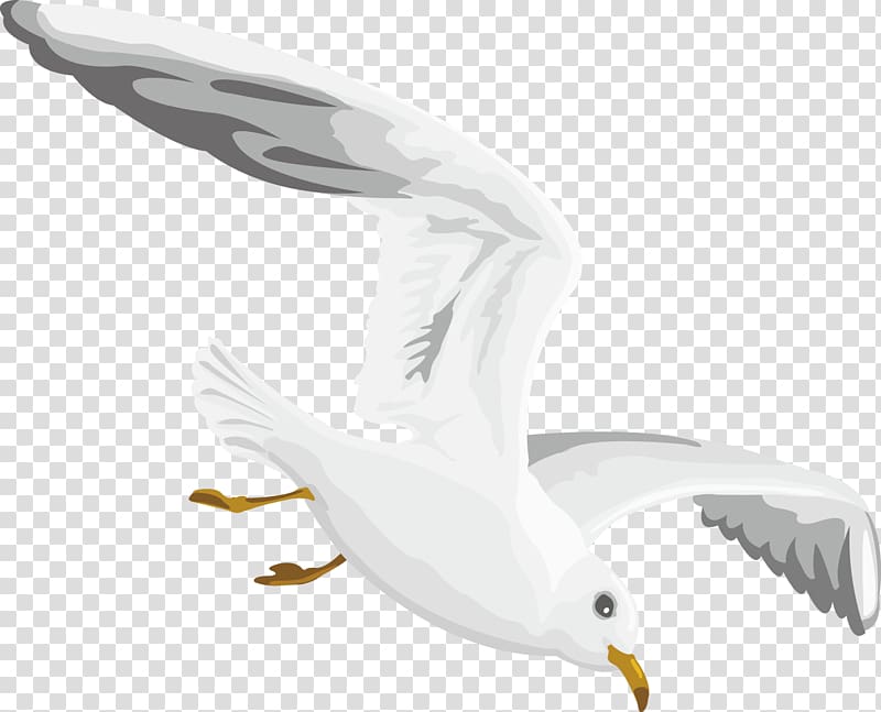 Gulls European Herring Gull, Flying seagull decoration design transparent background PNG clipart