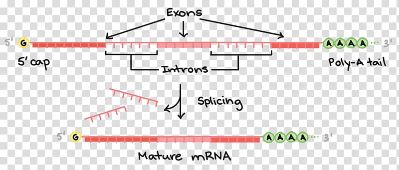 MRNA Processing: Methods and Protocols RNA splicing Transcription Translation, transparent background PNG clipart