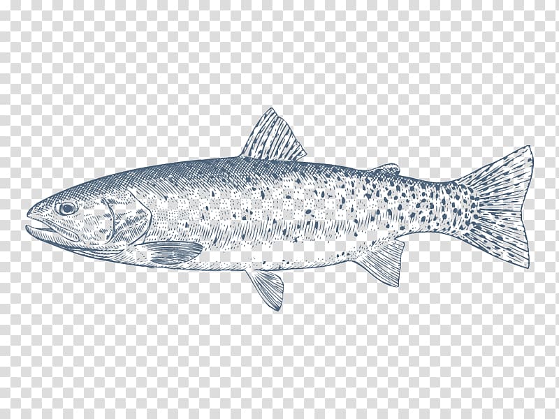 Coho salmon Cutthroat trout Rainbow trout Oily fish, others transparent background PNG clipart