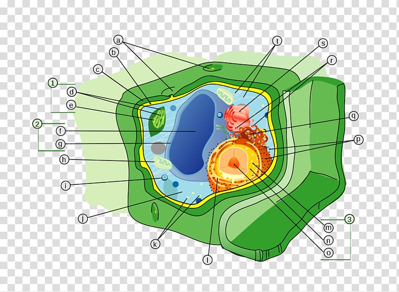 Plant cell Cell wall Organelle, plant wall transparent background PNG clipart