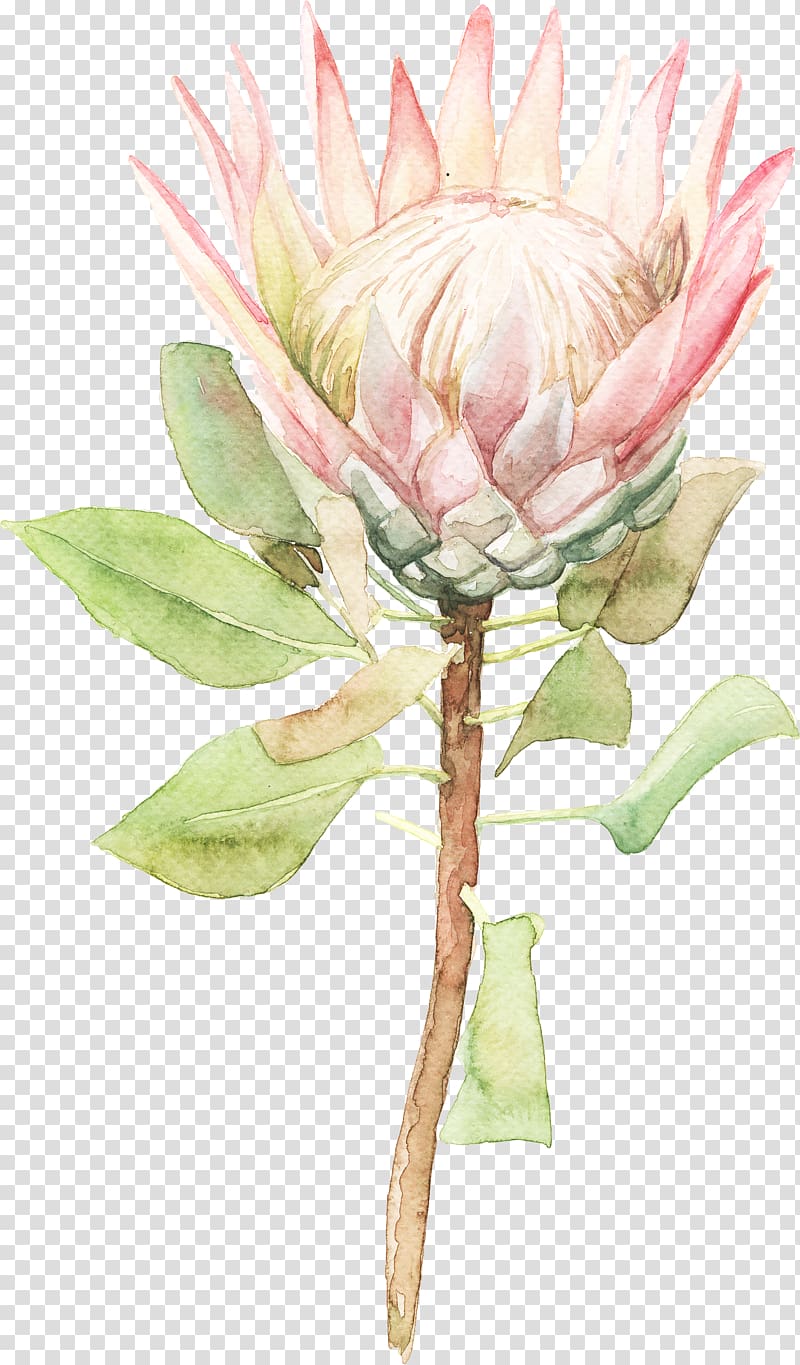pink King protea illustration, Watercolor painting Flower, Sen Department of sunflower watercolor flowers transparent background PNG clipart