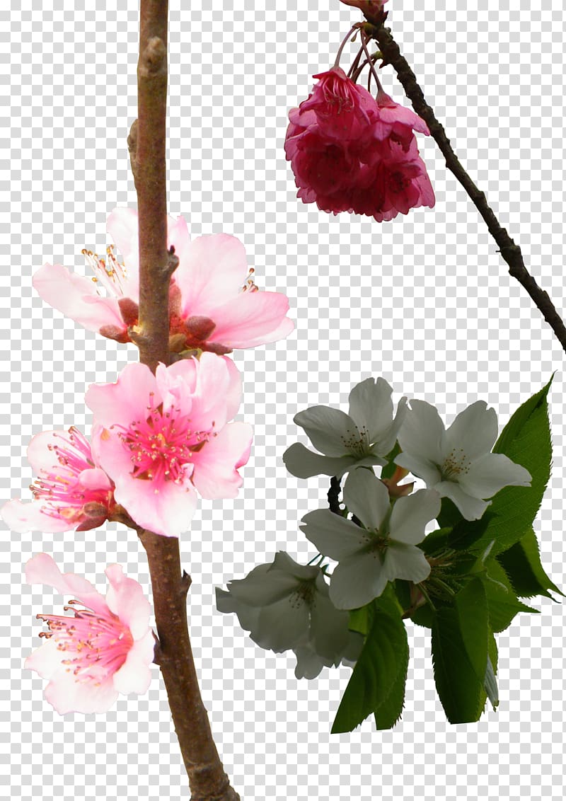 National Cherry Blossom Festival Floral design, Cherry blossoms transparent background PNG clipart