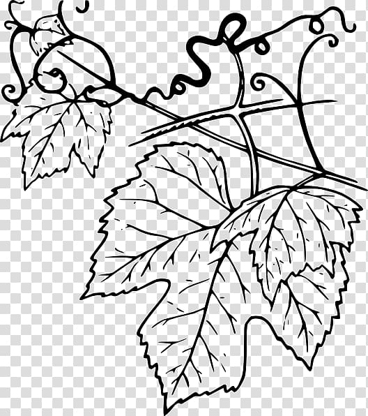 Common Grape Vine Grape leaves , cane vine transparent background PNG clipart