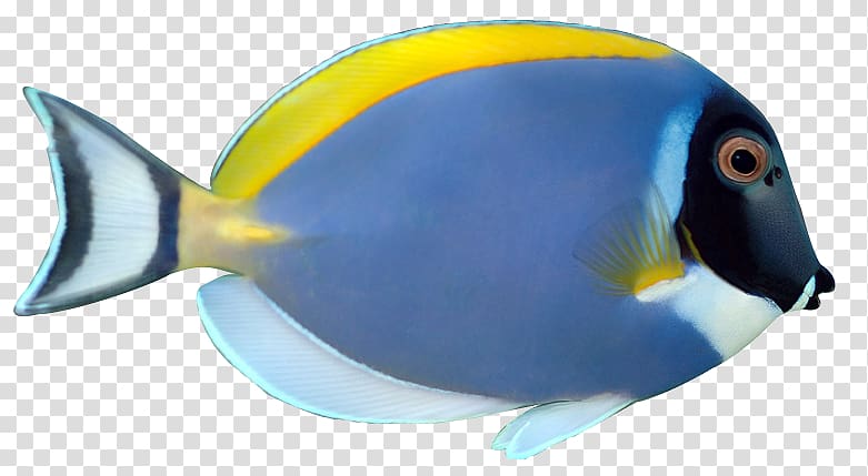 Angelfish Siamese fighting fish Palette surgeonfish Acanthurus leucosternon , Tropical Fish Art transparent background PNG clipart