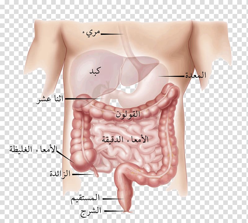 Large intestine Small intestine Colorectal surgery Gastrointestinal tract Colorectal cancer, bone transparent background PNG clipart