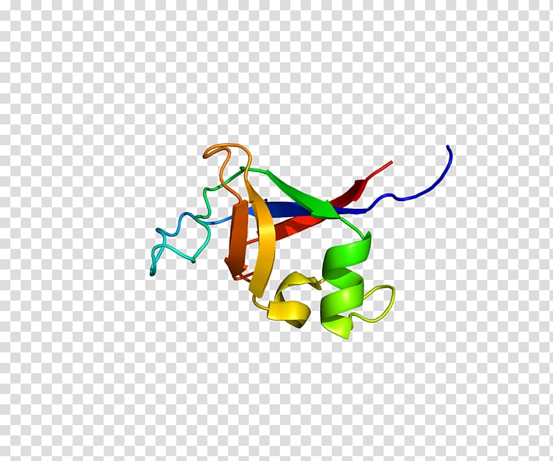 PIK3R2 Phosphoinositide 3-kinase Protein kinase FYN, others transparent background PNG clipart