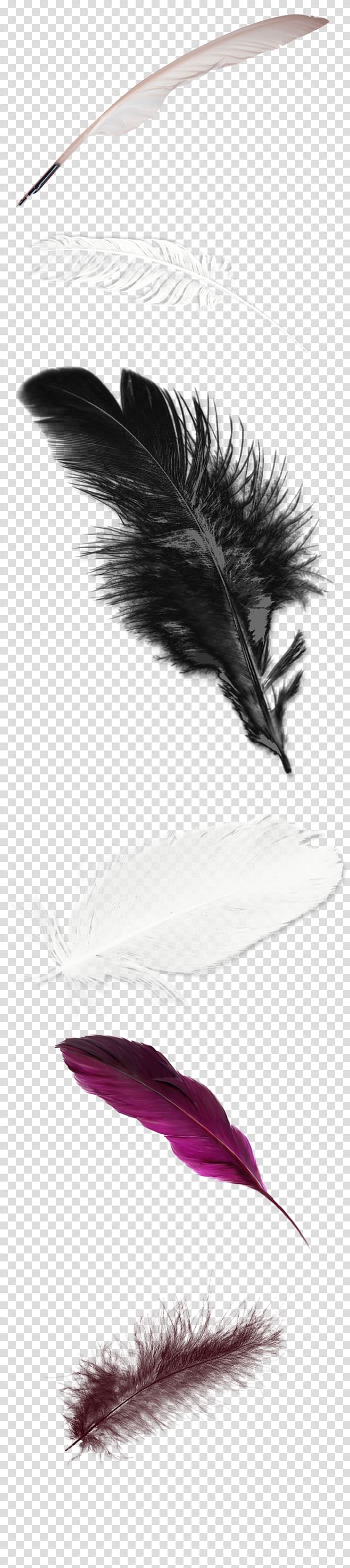 White feather, White feathers transparent background PNG clipart