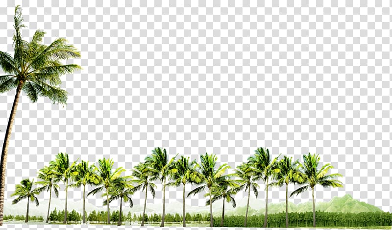 green palm trees, Coconut, Coconut grove decoration pattern transparent background PNG clipart